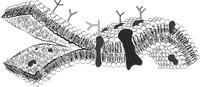 Cell membrane` 1245