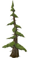 a tall fir tree 1531