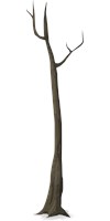 a very skinny bare tree 1570