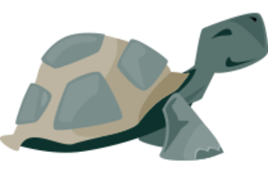 Tortoise Walking 1721