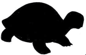SlowTurtle 2034