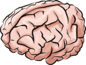 Brain 2191