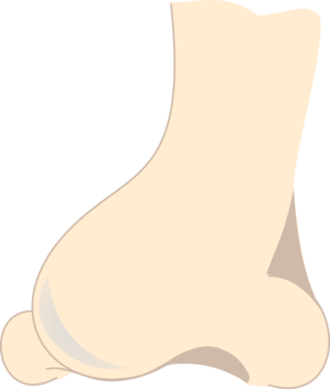Nose 2375