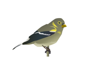 Gold Finch 03 4578