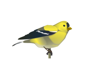 Gold Finch 11 4586