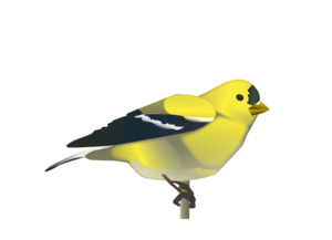 Gold Finch 12 4587