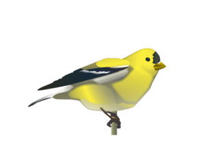 Gold Finch 13 4588