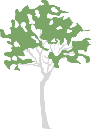 Birch Tree 4598