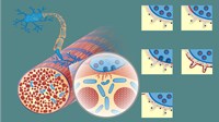 Graphic of the neuromuscular junction. 4631