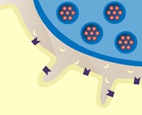 Action potential causes vesicles to release acetylcholine (ACh) into the synaptic cleft. 4632