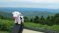 Cow in a foggy mountainous setting 930