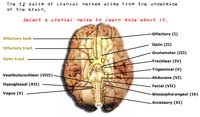 The 12 Cranial Nerves