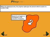 Phagocyte Chemotaxis