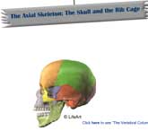 The Axial Skeleton: The Skull and the Rib Cage