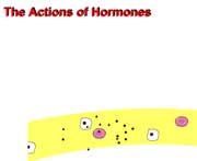 The Actions of Hormones