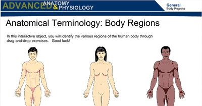 Anatomical Terminology:  Body Regions