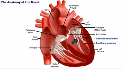 The Anatomy of the Heart (Video)