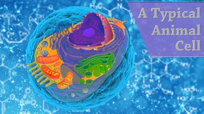 A Typical Animal Cell (Video)