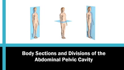 Body Sections and Divisions of the Abdominal Pelvic Cavity