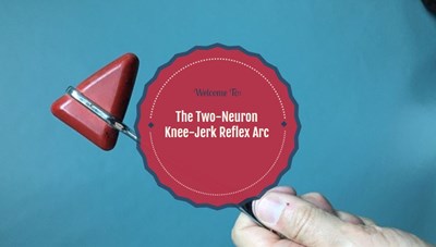 The Two-Neuron Knee-Jerk Reflex Arc