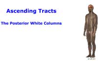 Ascending Tract: The Posterior White Columns