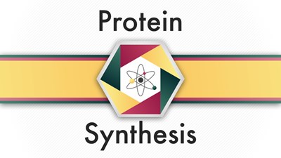 Protein Synthesis (Video)