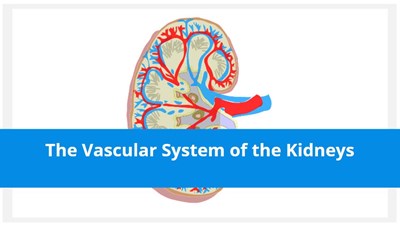 The Vascular System of the Kidneys
