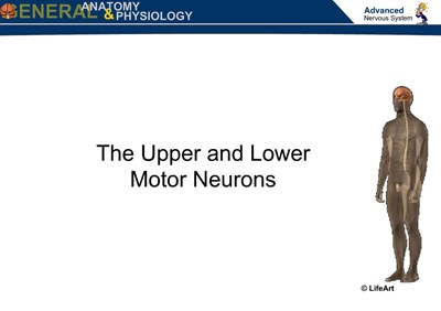 The Upper and Lower Motor Neurons (Screencast)