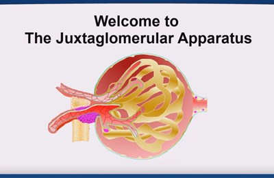 The Juxtaglomerular Apparatus