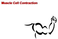 Muscle Cell Contraction