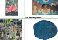 The Ascomycetes