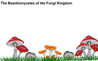 The Basidiomycetes of the Fungi Kingdom