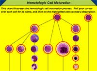 Hematologic Cell Maturation 
