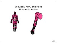 Shoulder, Arm, and Hand Muscles in Action