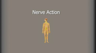 Nerve Action (Screencast)