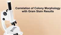 Correlation of Colony Morphology with Gram Stain Results