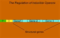 The Regulation of Inducible Operons