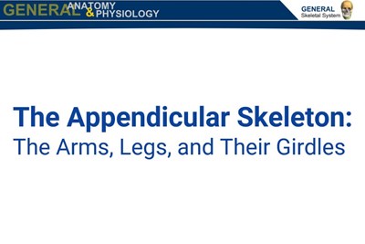 The Appendicular Skeleton (Screencast)
