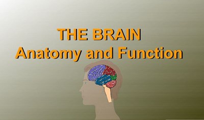 The Brain - Anatomy and Function