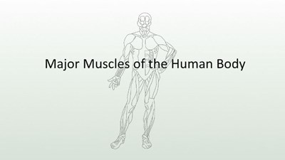 Major Muscles of the Human Body (Screencast)