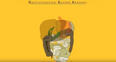 Gastrointestinal System Anatomy