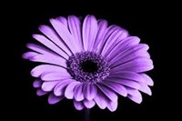 RocioAldeco