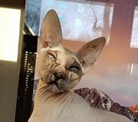 Mr. G thumbnail